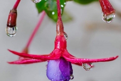 Fushia